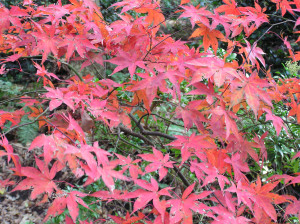 Acer palmatum Tsukushi gata           